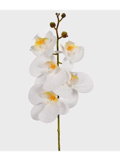 flor orquidea branco e amarelo lili casa e construcao